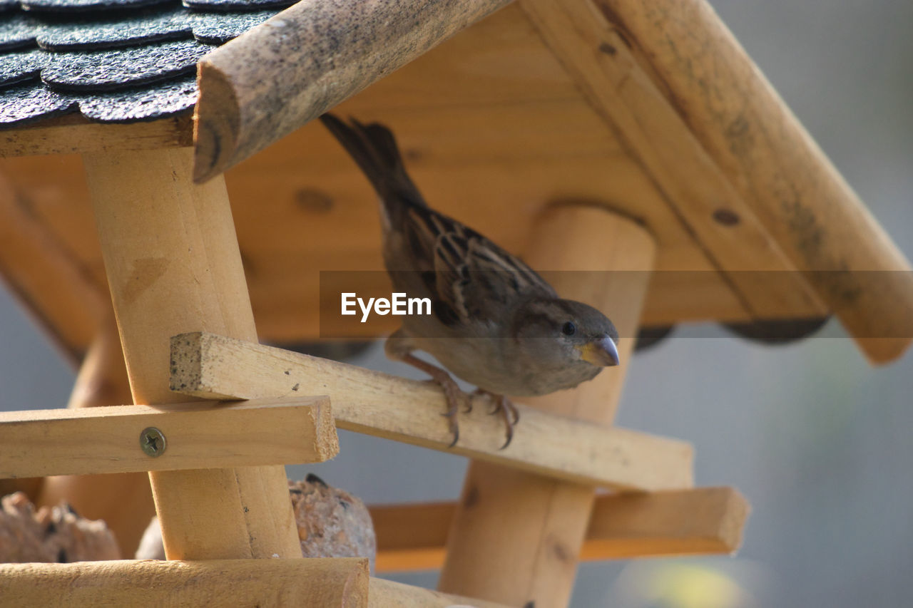 CLOSE-UP OF A BIRD PERCHING ON WOOD