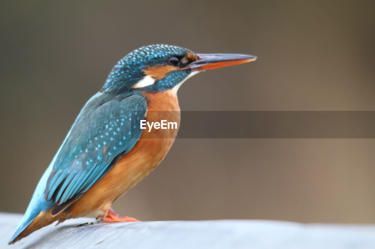 CLOSE-UP OF BIRD PERCHING ON A WALL