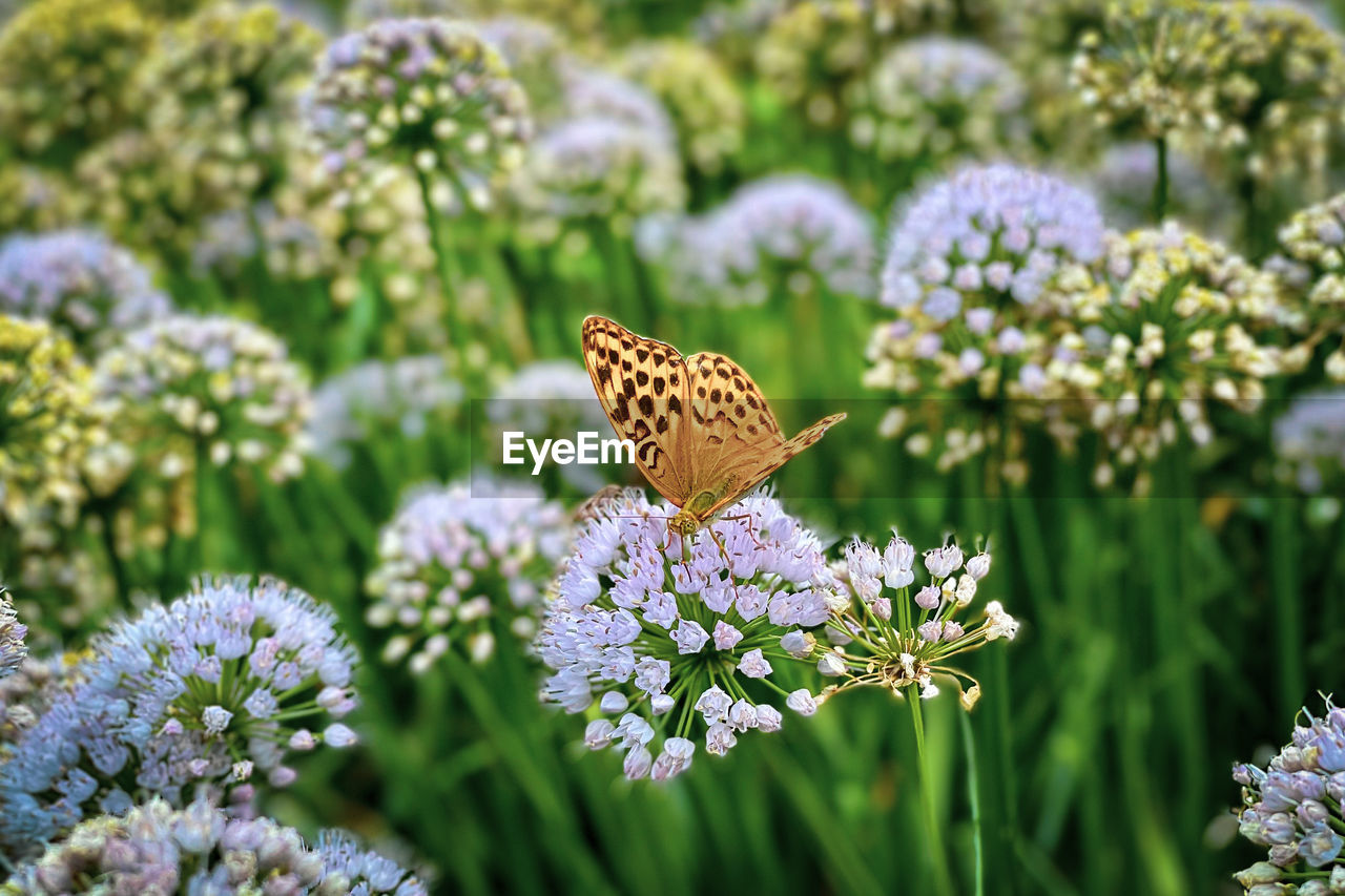 flower, flowering plant, plant, beauty in nature, animal themes, animal wildlife, animal, butterfly, insect, one animal, animal wing, nature, freshness, fragility, moths and butterflies, wildlife, close-up, no people, meadow, flower head, grass, growth, focus on foreground, summer, petal, garden, botany, outdoors, lilac, wildflower, purple, day, blossom, springtime, macro photography, pollination, green, selective focus, animal body part, environment, ornamental garden