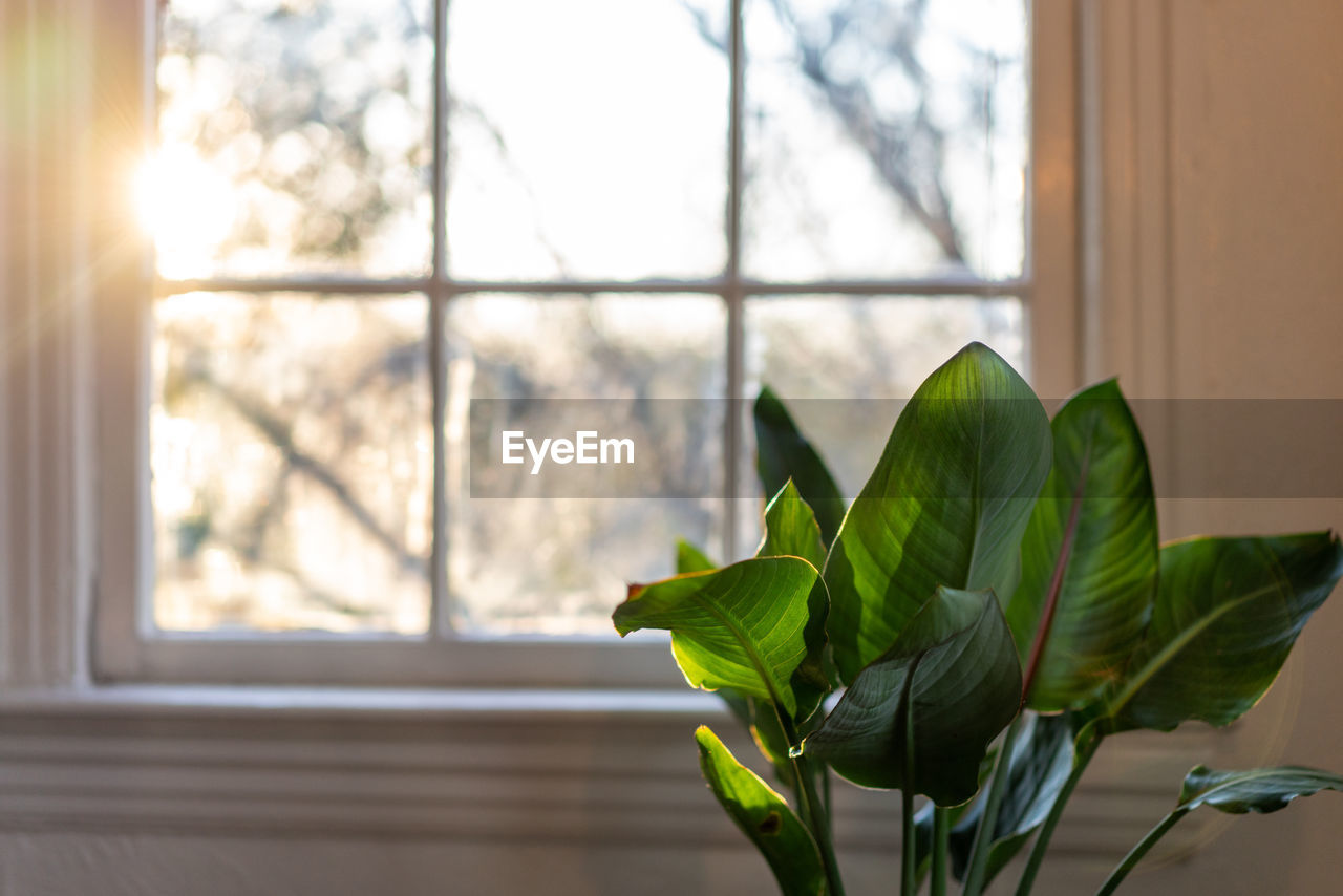 CLOSE-UP OF POTTED PLANT AT WINDOW SILL