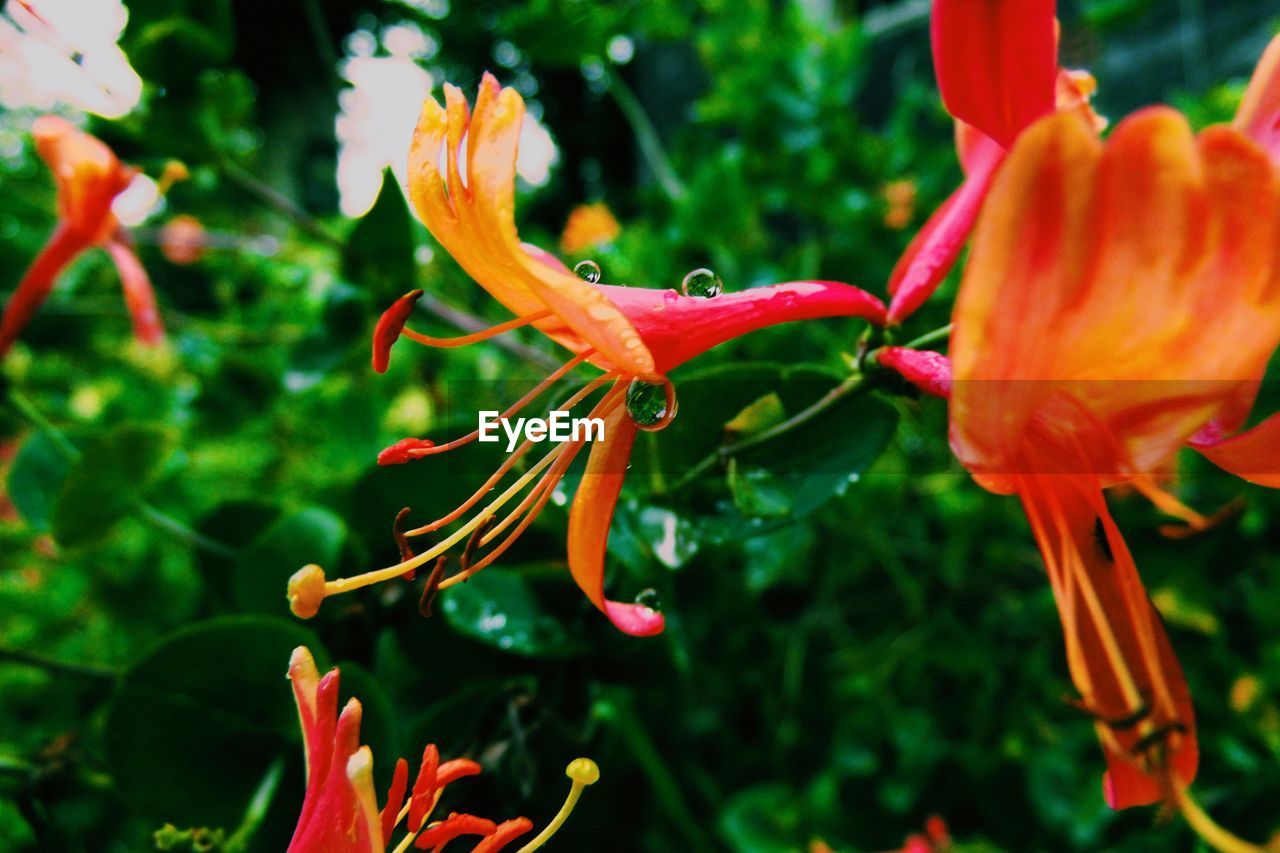 Close-up of wet honeysuckle blooming in park