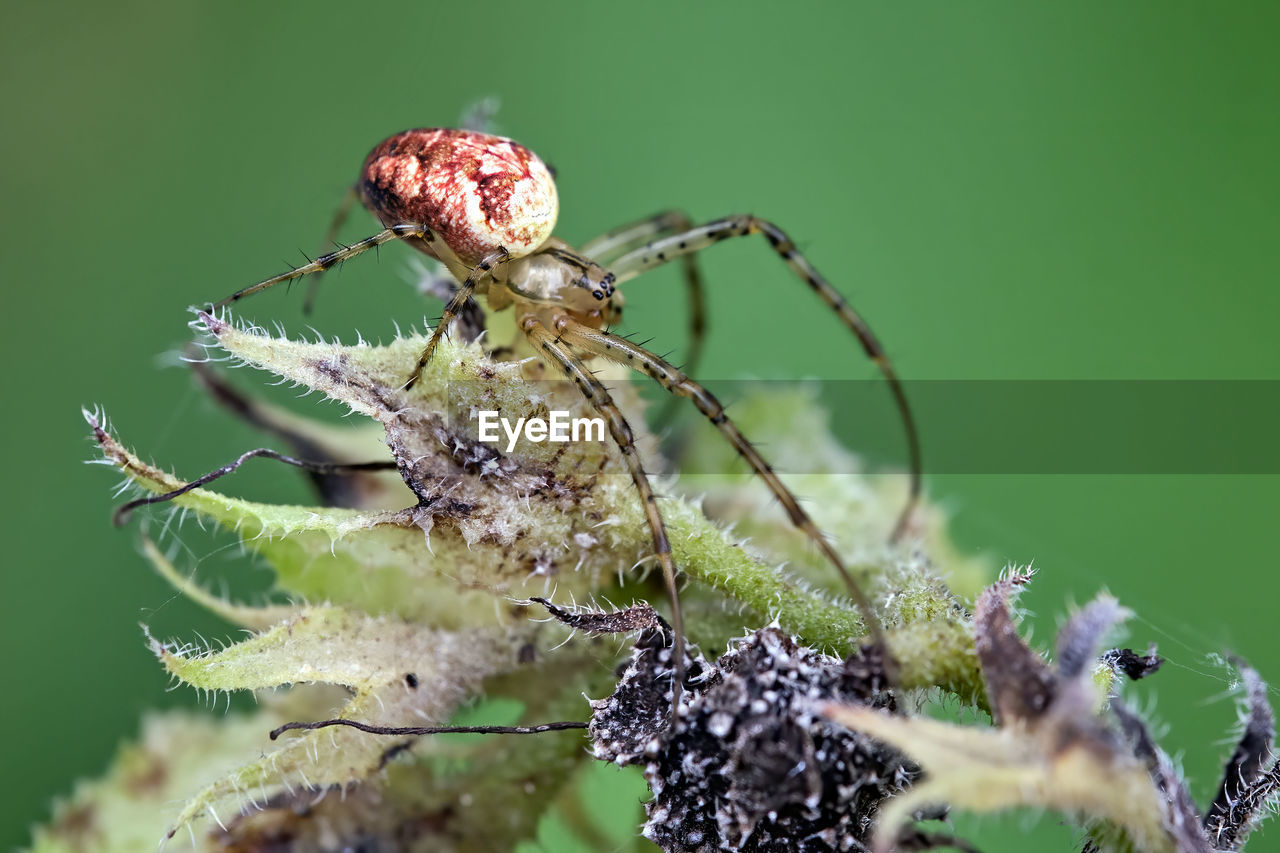 CLOSE-UP OF SPIDER ON THE PLANT