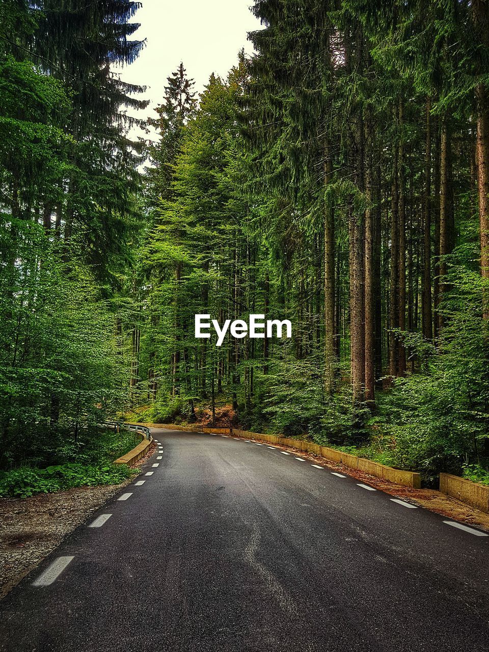 Road amidst trees in forest