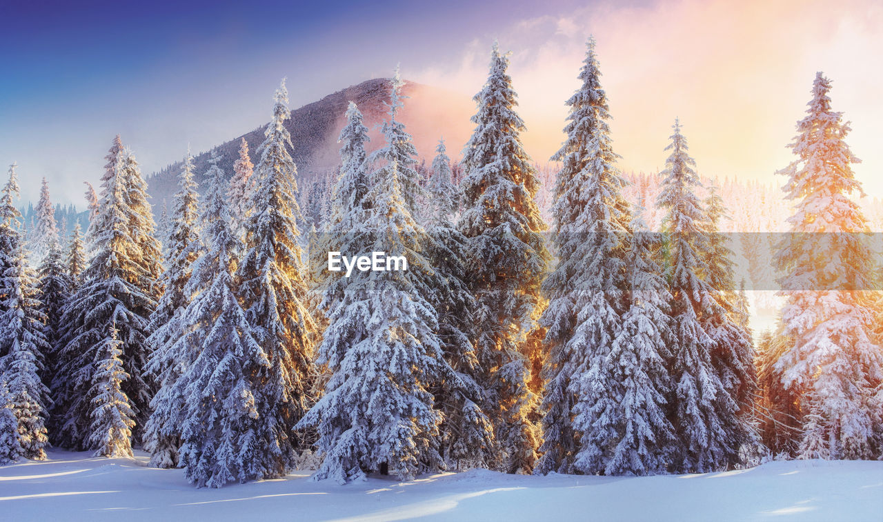 Majestic landscape with forest at winter time. scenery background.