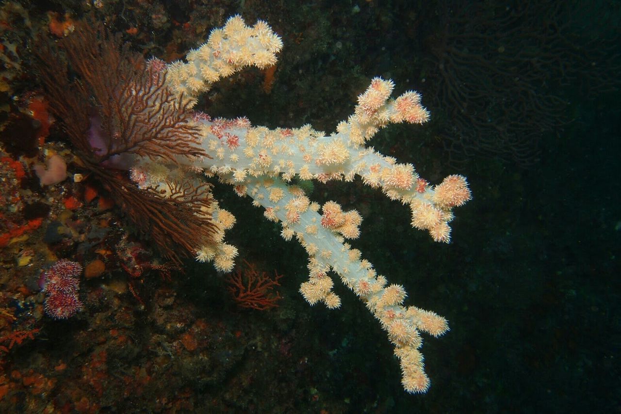 CLOSE-UP OF CORAL FLOWER AND LEAVES