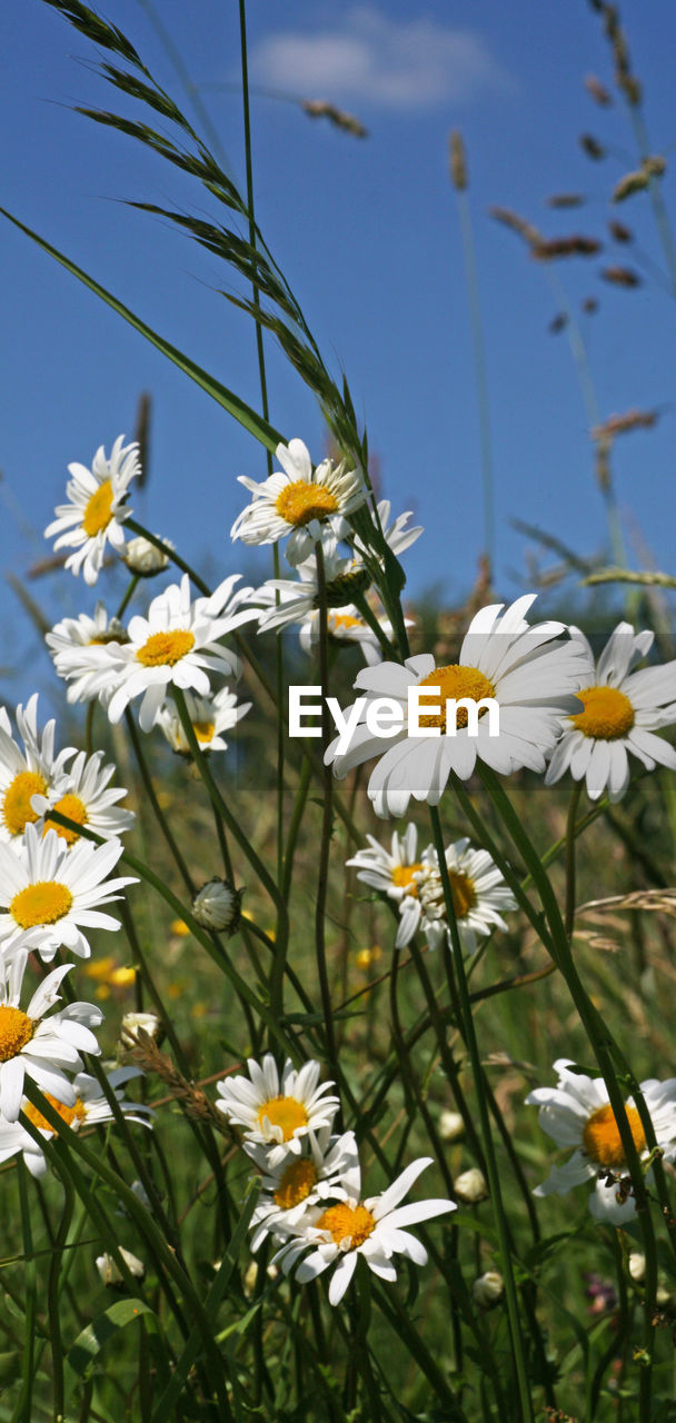 CLOSE-UP OF DAISY FLOWERS