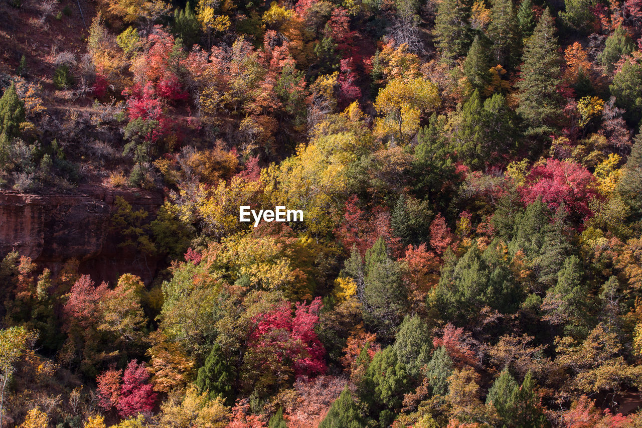 Natural landscape in autumn at zion national park in usa