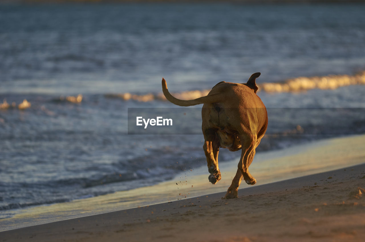 FULL LENGTH OF A DOG RUNNING ON BEACH DURING SUNSET