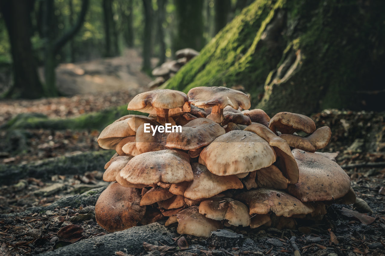 Close-up of mushrooms growing on field in forest