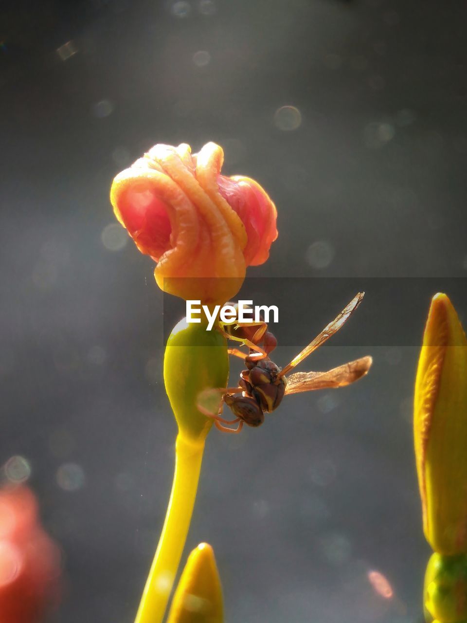 CLOSE-UP OF YELLOW FLOWER AGAINST BLURRED WATER