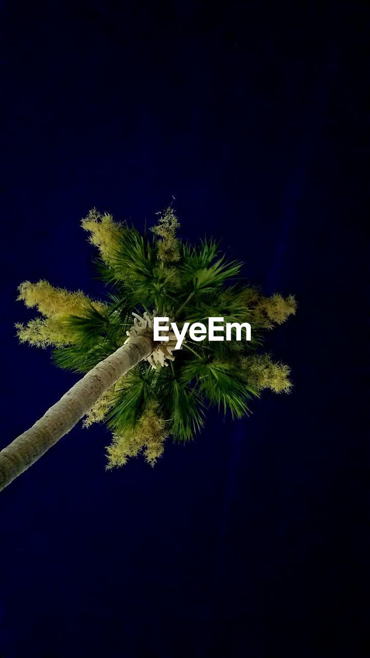 LOW ANGLE VIEW OF FLOWER TREE AGAINST SKY