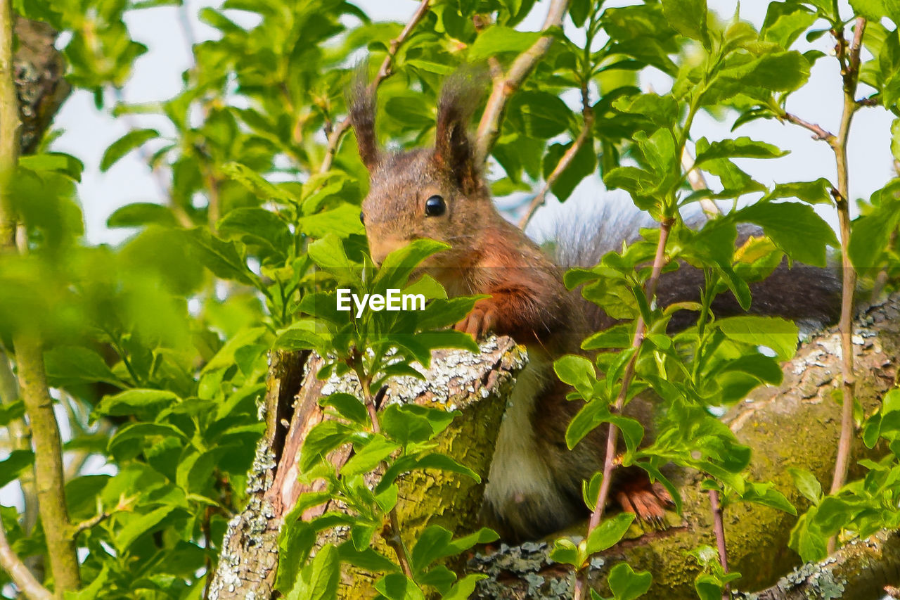 Squirrel perching on branch