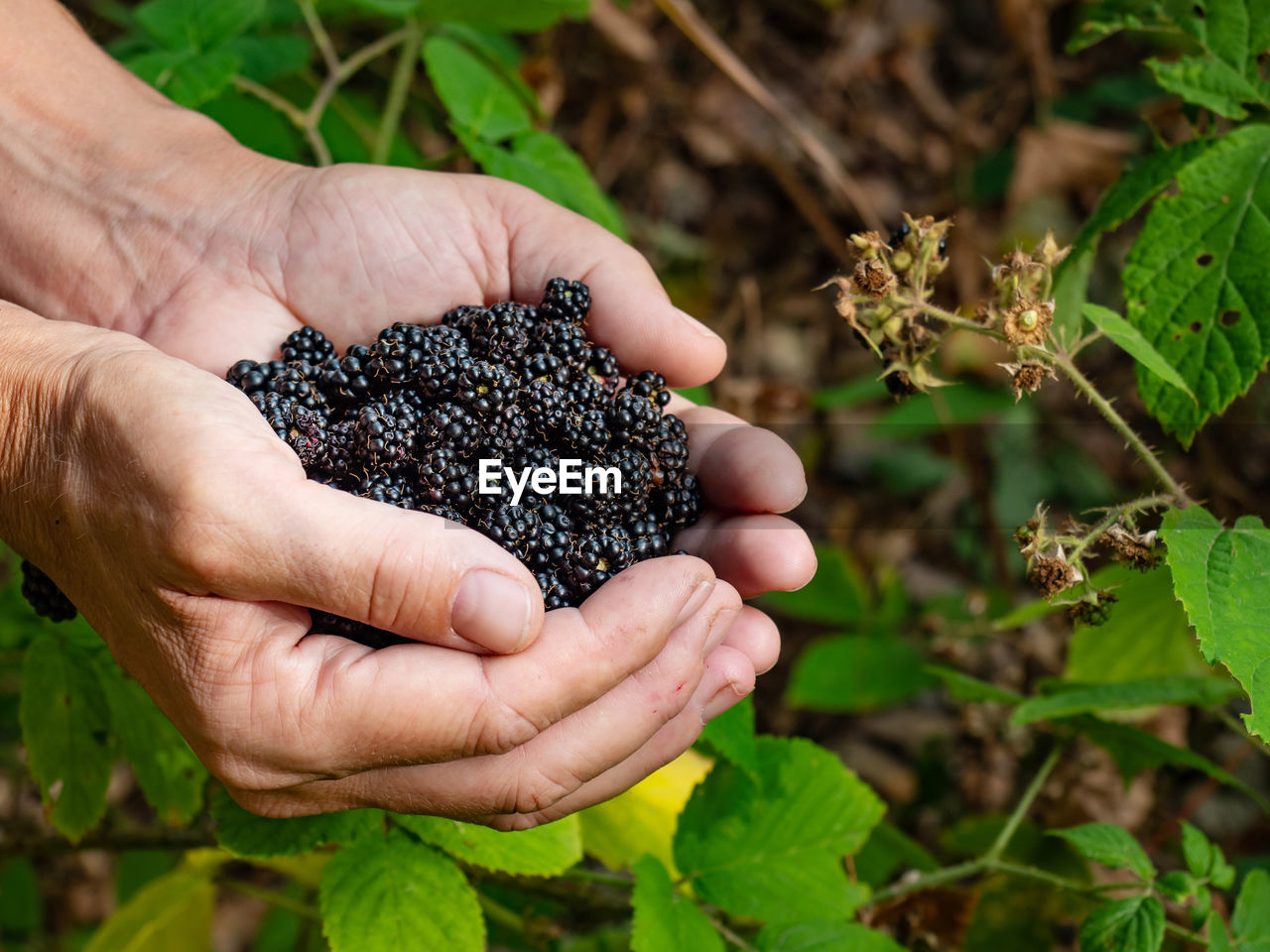 hand, food, food and drink, healthy eating, plant, soil, agriculture, fruit, freshness, flower, harvesting, holding, one person, nature, organic, growth, produce, wellbeing, blackberry, berry, leaf, rural scene, adult, crop, plant part, ripe, picking, land, farm, handful, occupation, gardening, dewberry, close-up, outdoors, landscape, farmer, environment, day, tree, lifestyles, garden, abundance, vegetable garden, cultivated, field, green, vegetable