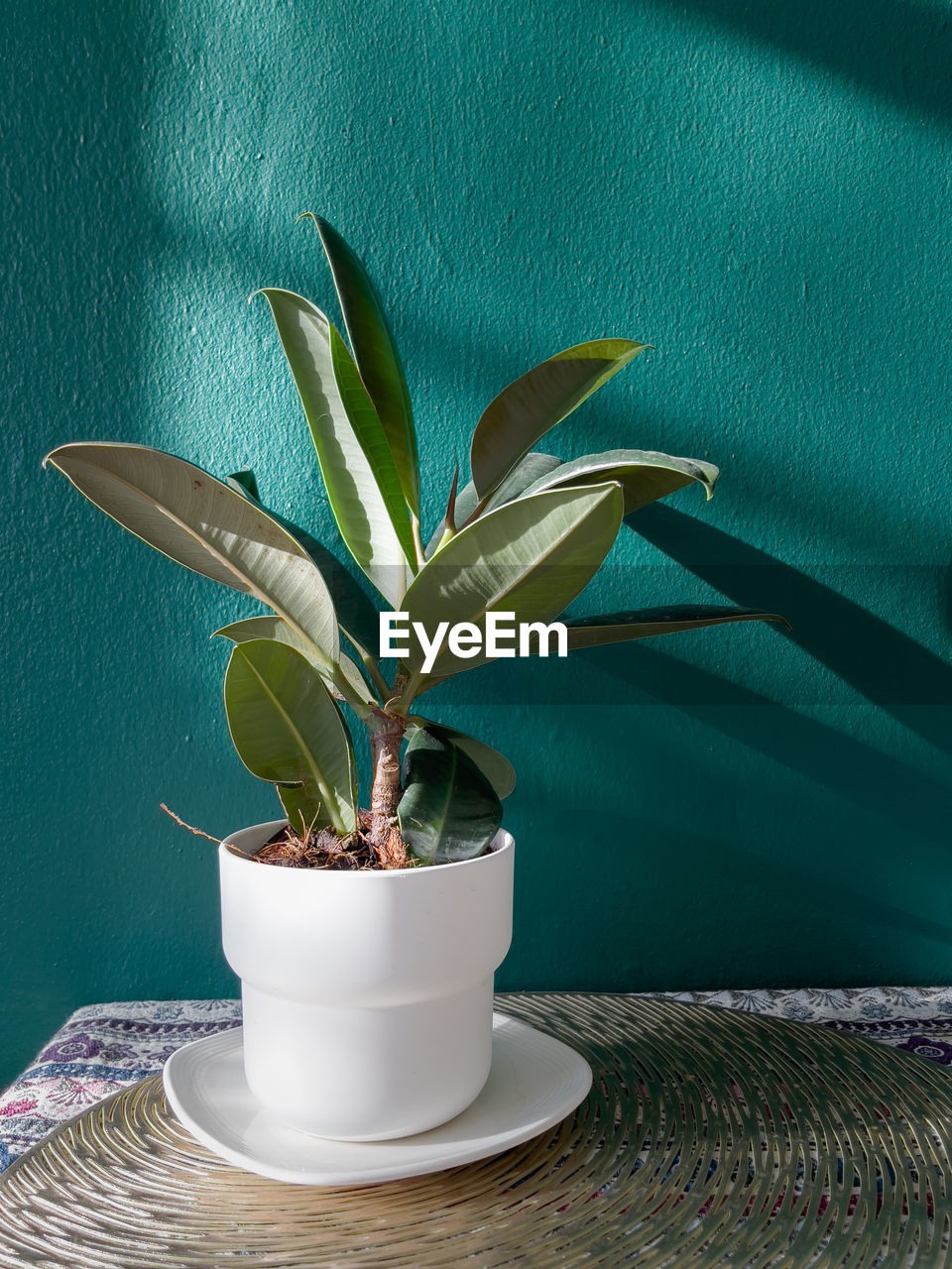 Close-up of potted plant on table at home