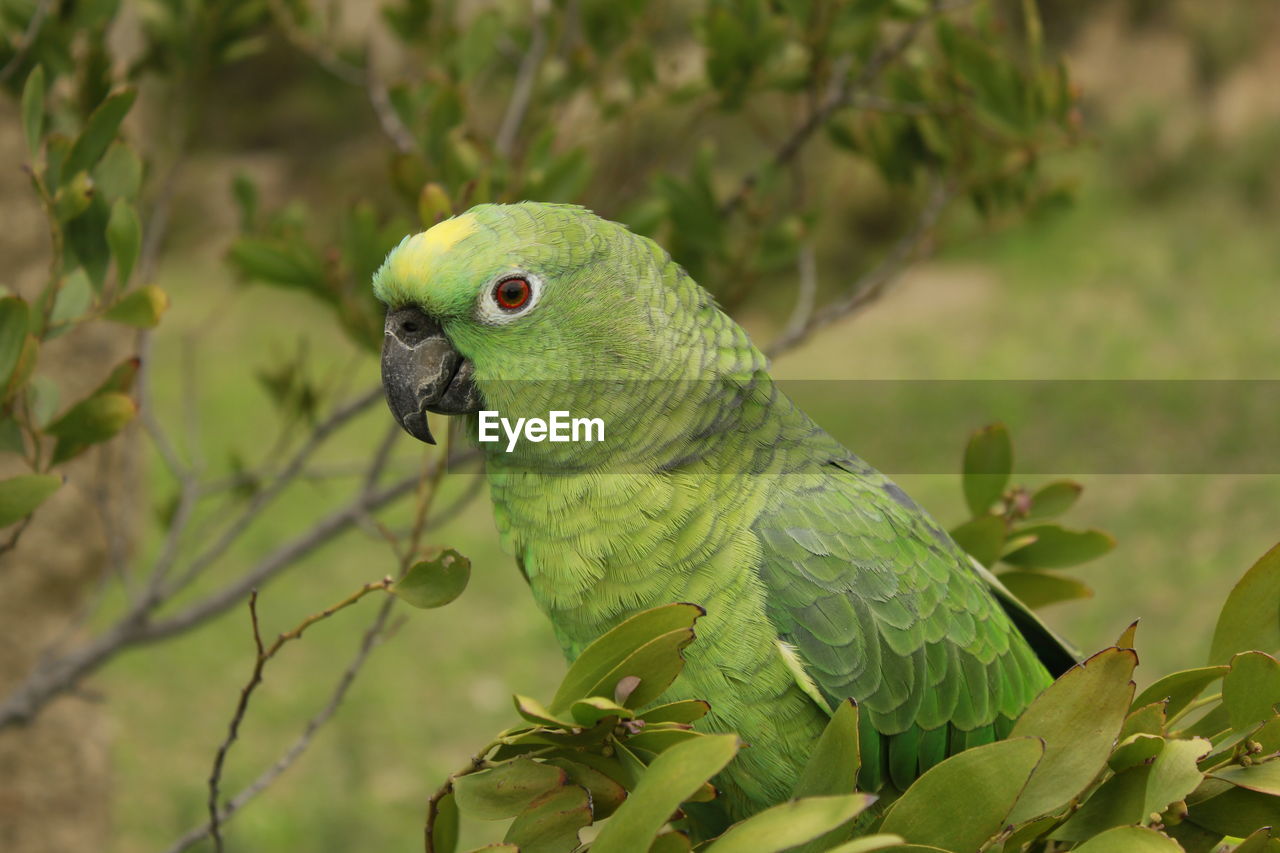 Close-up of parrot perching on tree