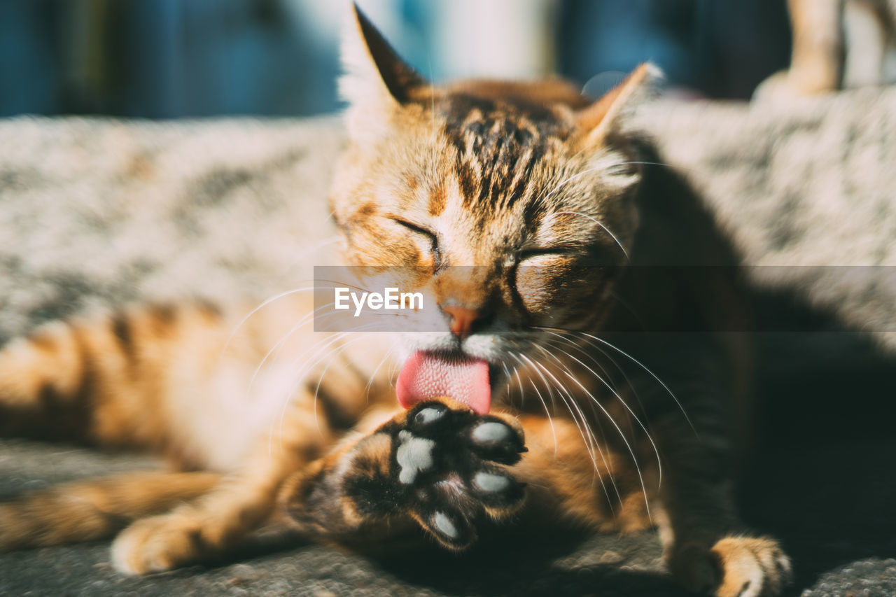 Close-up of cat licking paw