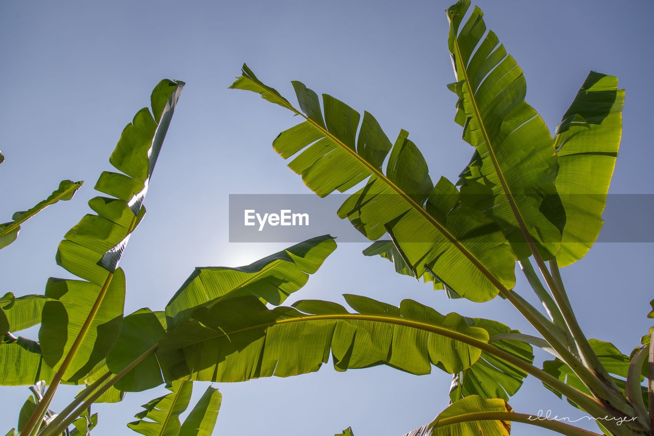 LOW ANGLE VIEW OF PLANT AGAINST SKY