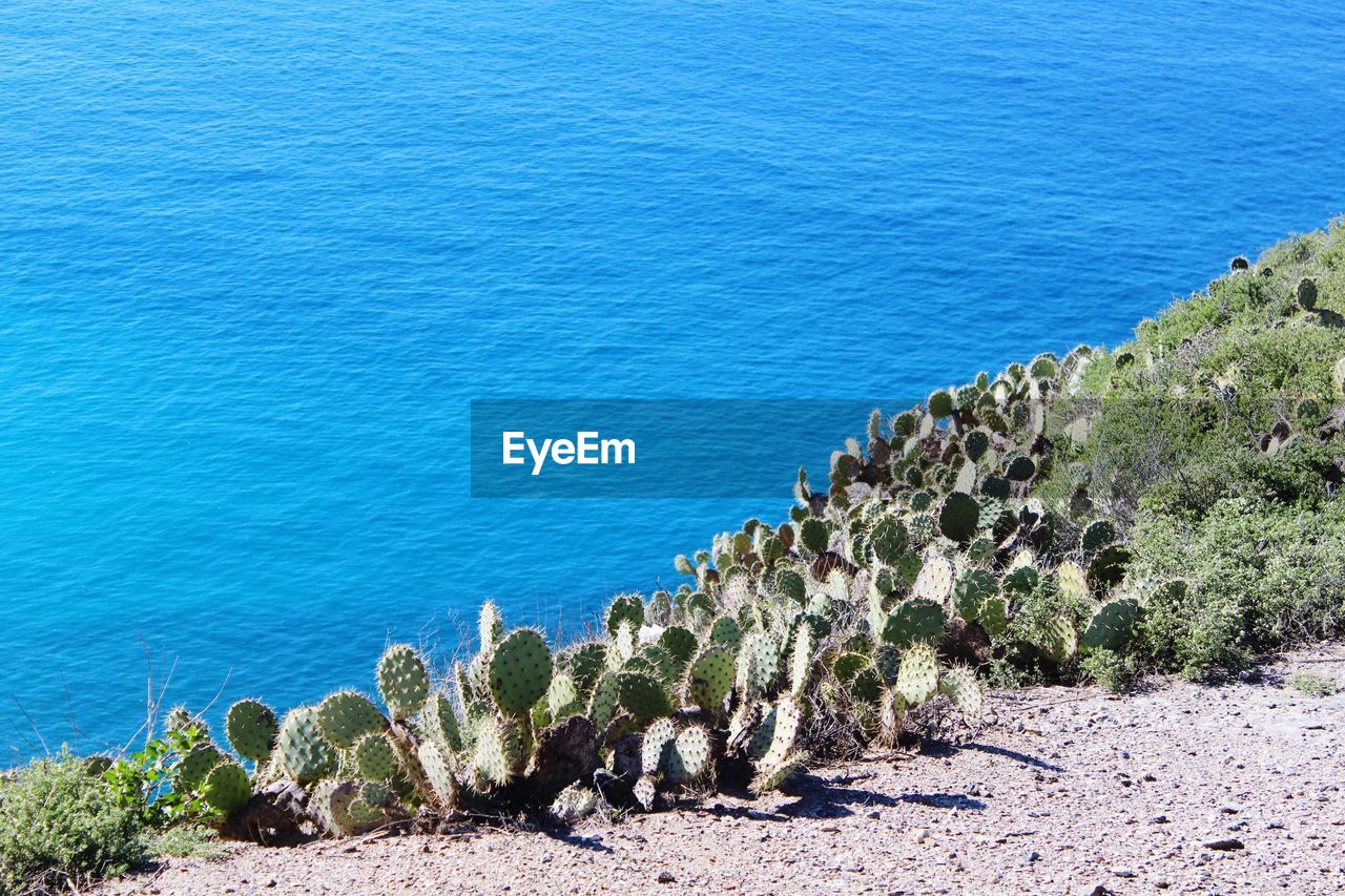 HIGH ANGLE VIEW OF SUCCULENT PLANTS ON SHORE