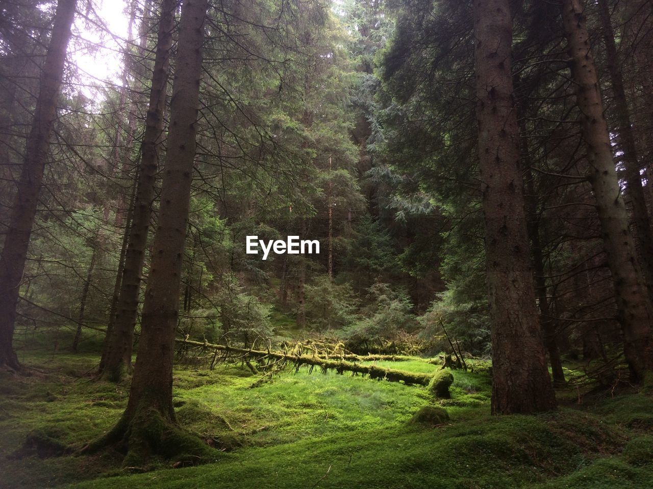 PANORAMIC SHOT OF TREES IN FOREST