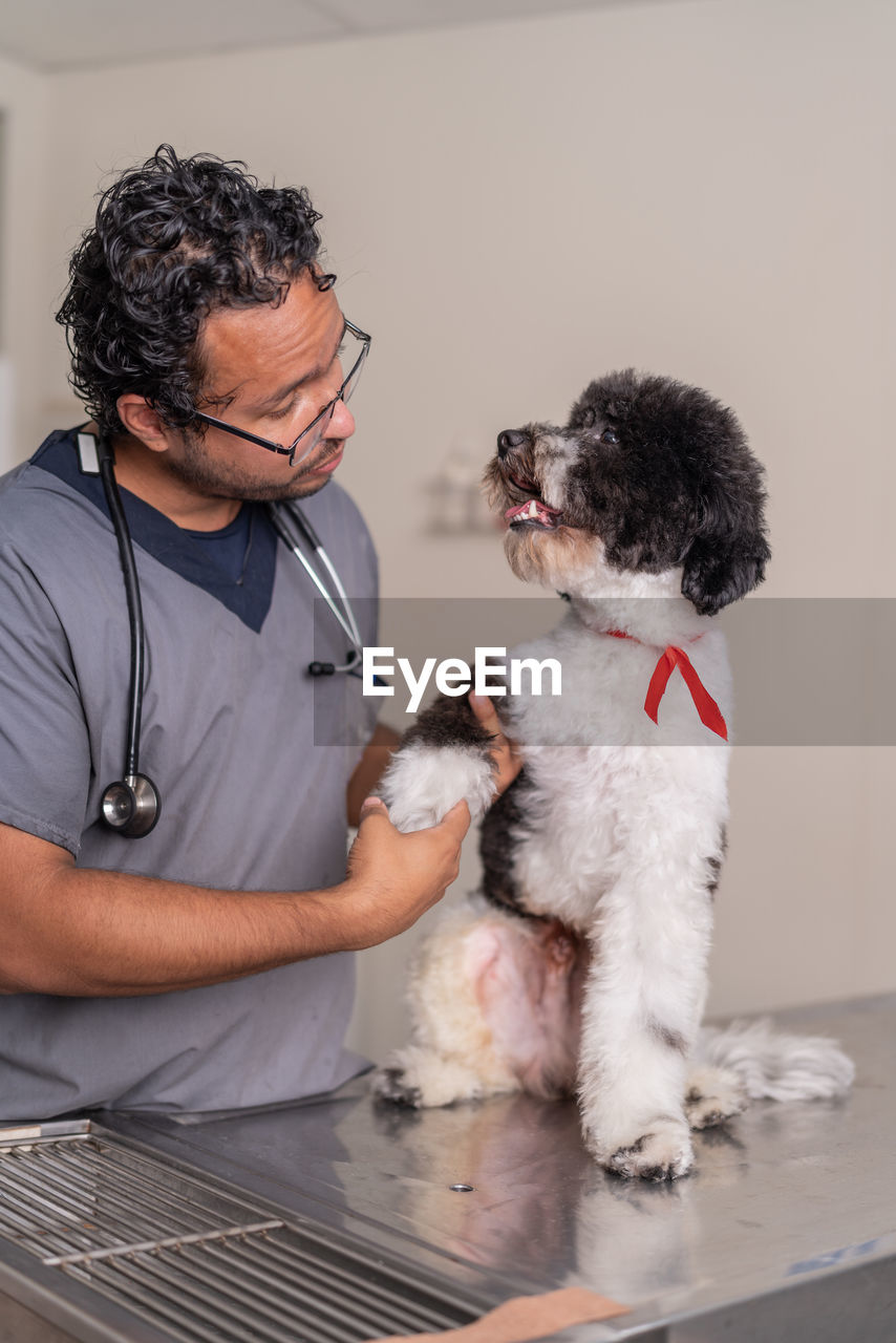 Hispanic man in uniform with stethoscope and glasses touching injured paw of obedient labradoodle dog with black and white fur during work in veterinary clinic