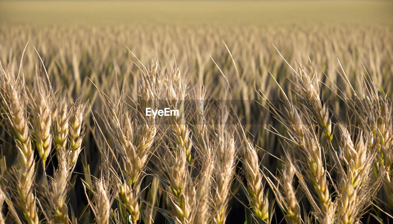 full frame shot of wheat field