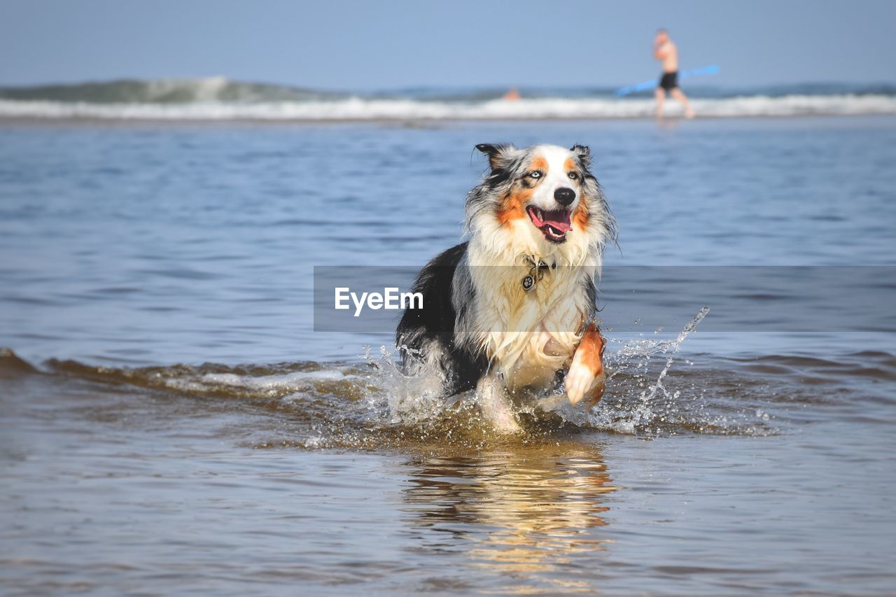 DOG RUNNING IN WATER