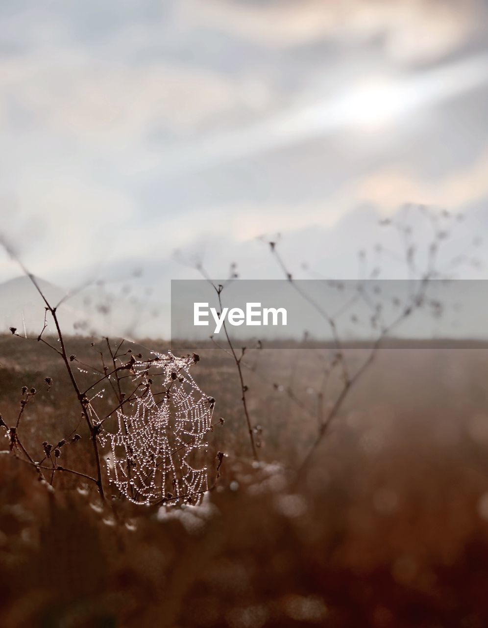 Close-up of dry plant on field during winter