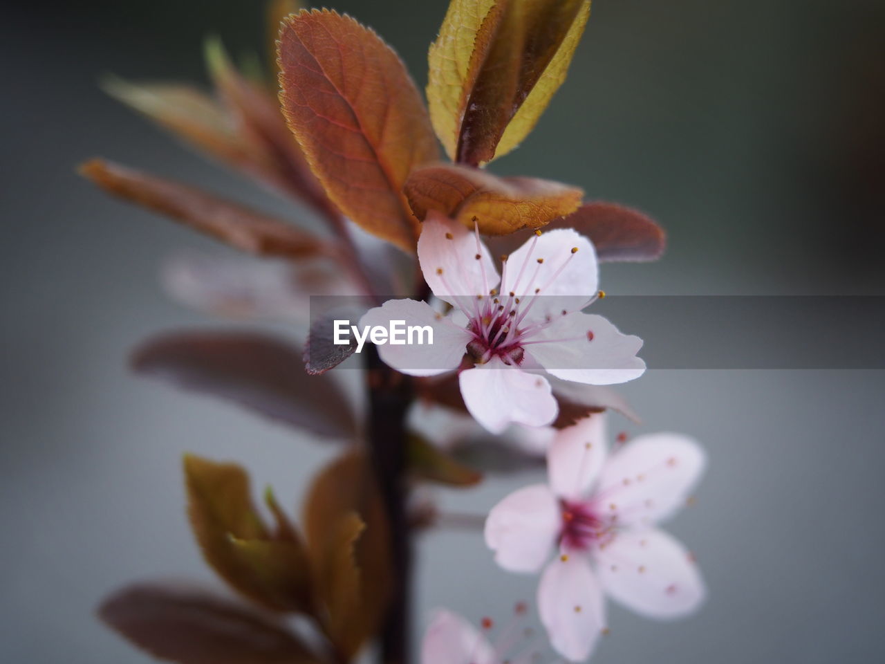 Close-up of pink cherry blossoms