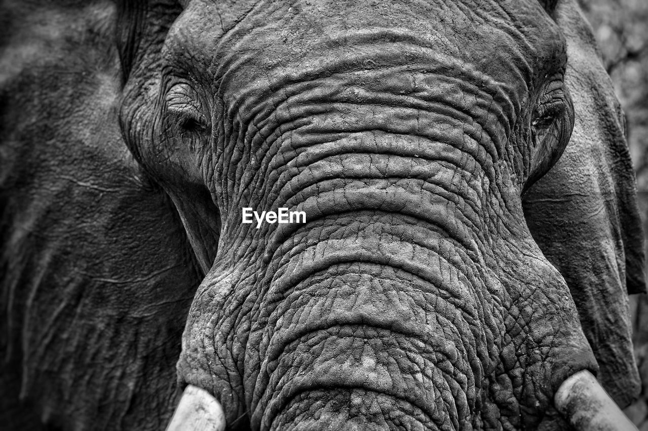 Close-up of african elephant at kruger national park