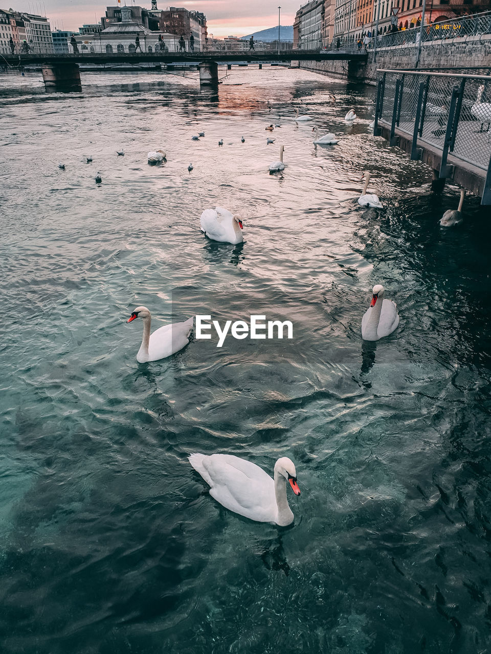 High angle view of swans swimming in lake