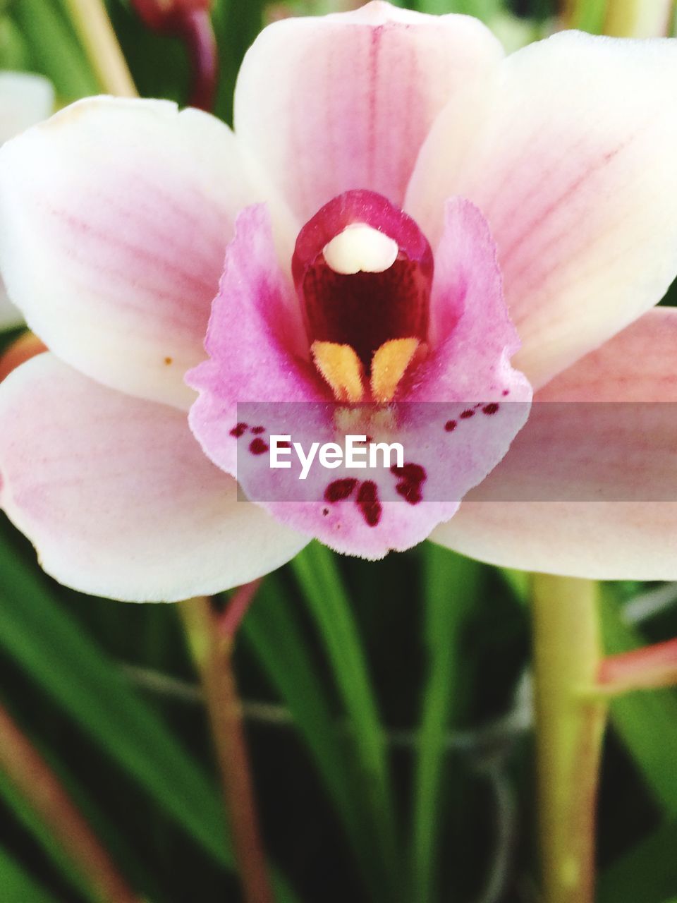 CLOSE-UP OF PINK FLOWERS