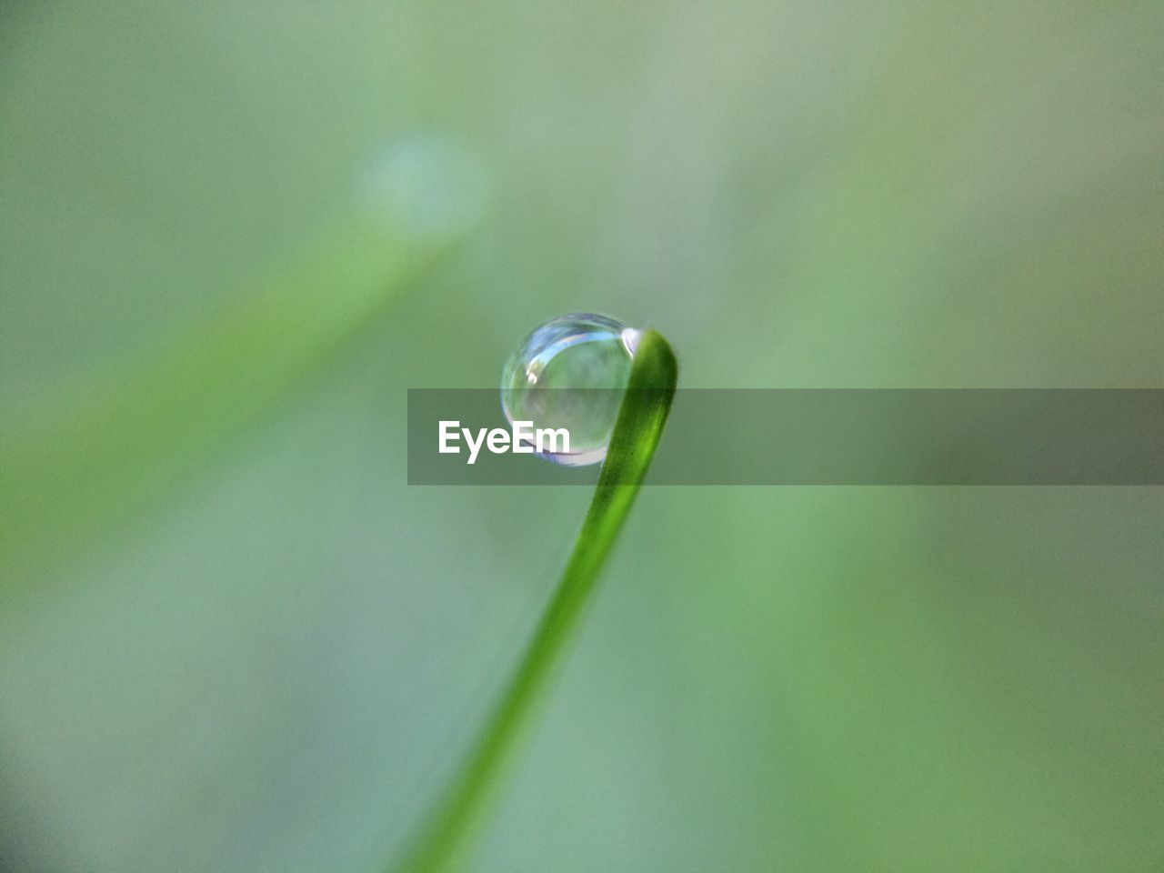 CLOSE-UP OF WATER DROPS ON LEAF