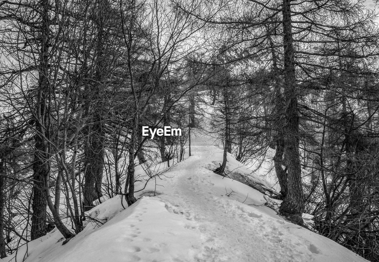 TREES IN SNOW COVERED LAND