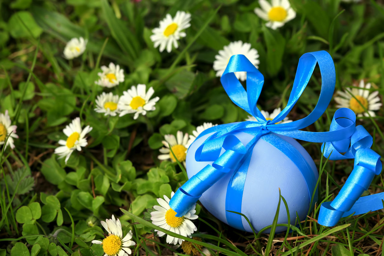 CLOSE-UP OF BLUE FLOWERS ON GREEN PLANT