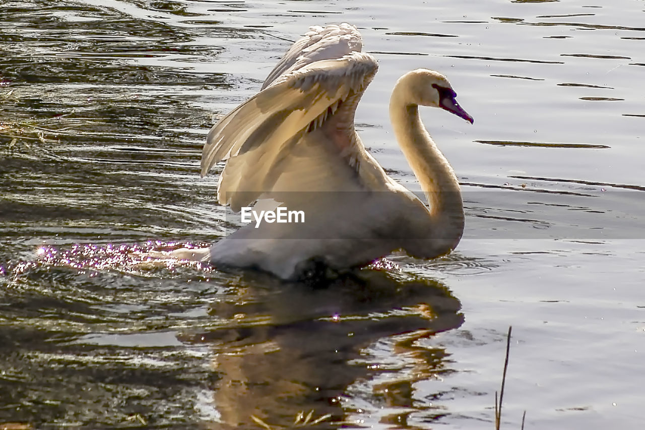 SWAN IN A LAKE
