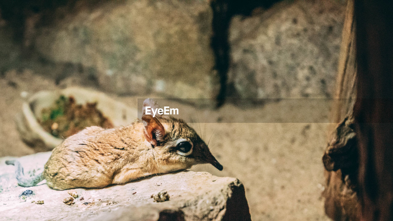 CLOSE-UP OF SQUIRREL