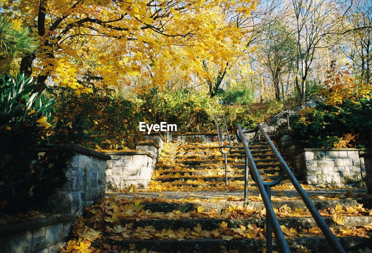 Staircase amidst trees in forest during autumn