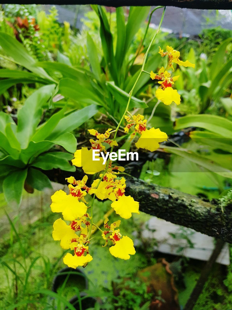 CLOSE-UP OF YELLOW FLOWER PLANT