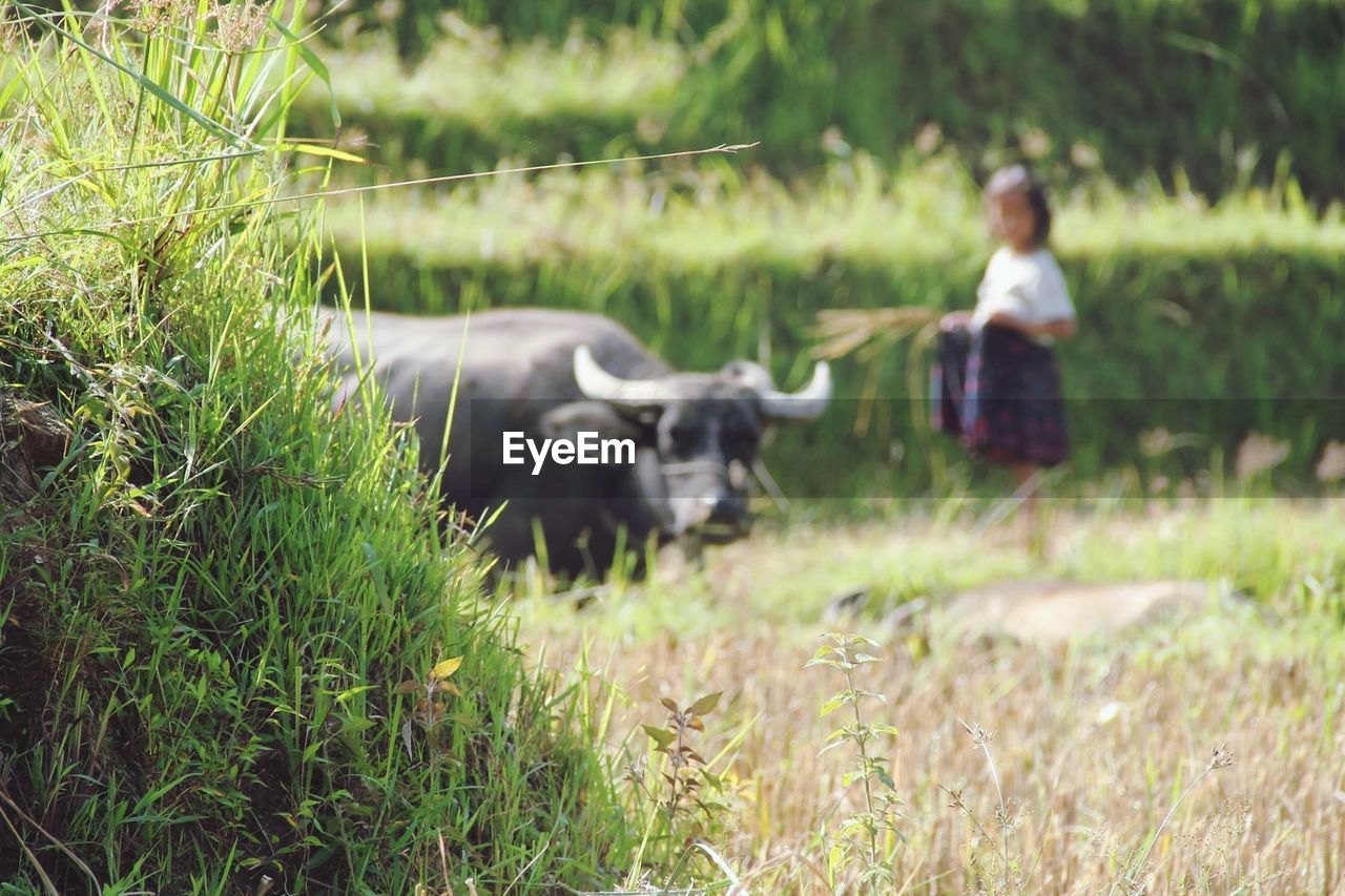 SHEEP ON GRASSY FIELD