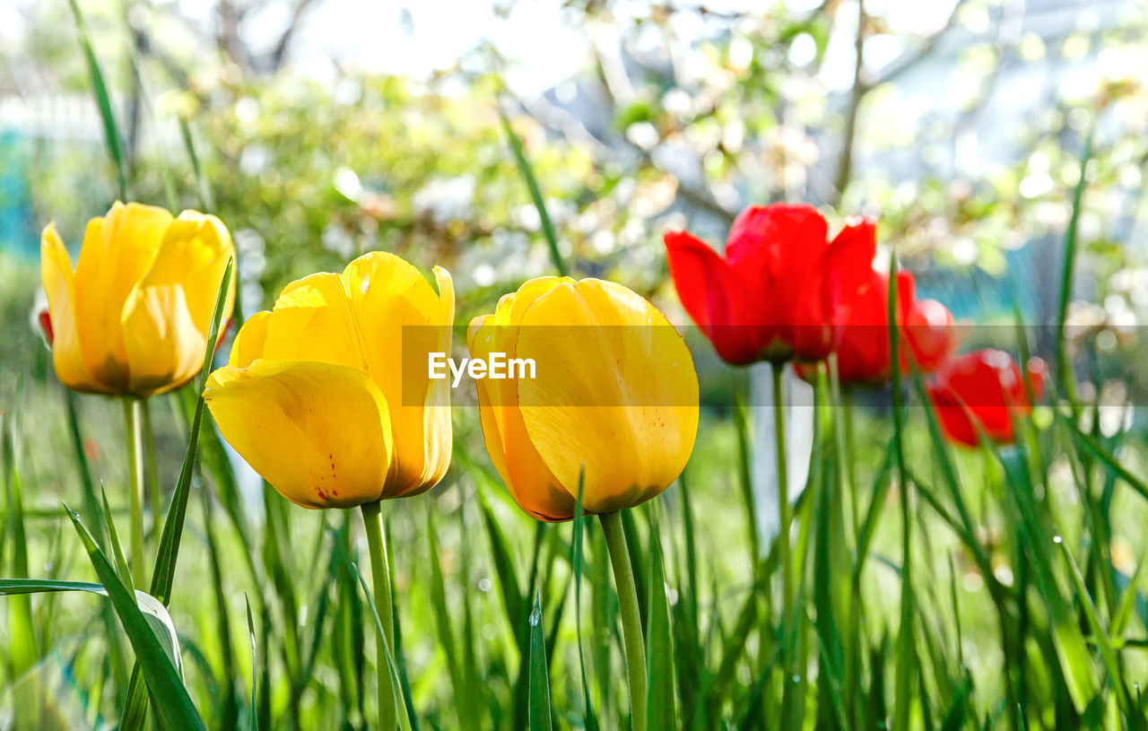 plant, flower, flowering plant, beauty in nature, freshness, yellow, nature, growth, close-up, fragility, springtime, flower head, petal, tulip, green, inflorescence, no people, field, red, grass, focus on foreground, land, multi colored, outdoors, vibrant color, blossom, day, landscape, sunlight, environment, plant stem, botany, meadow, tree, summer, plain, plant part, selective focus, leaf, garden, sky, flowerbed, rural scene