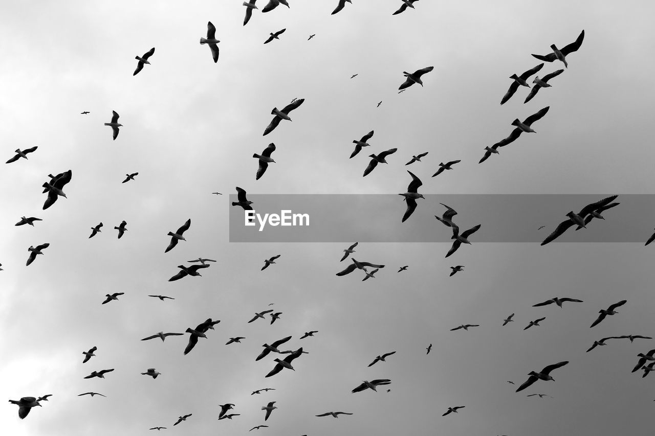 Low angle view of birds flying in sky