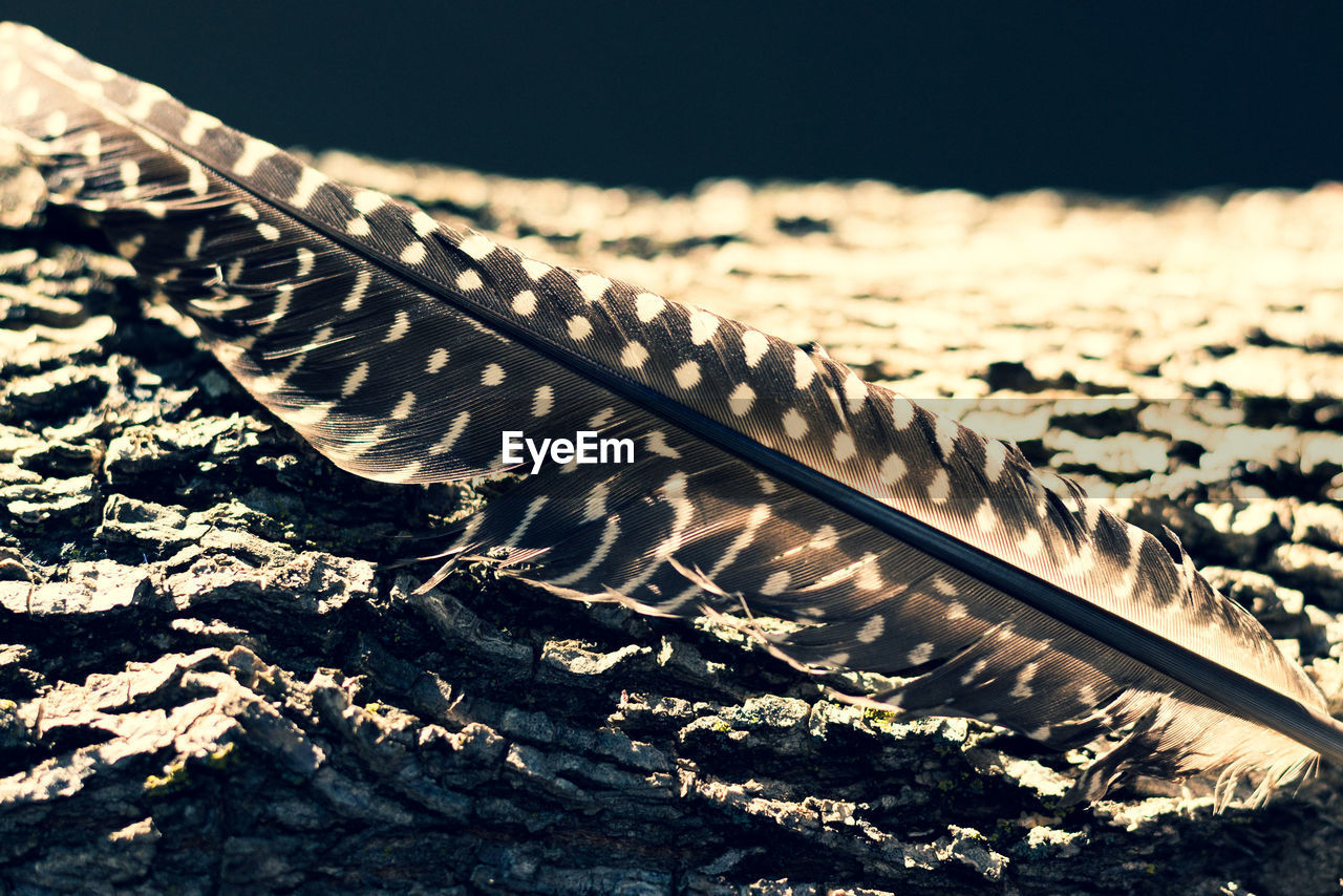 CLOSE-UP OF FEATHER ON METAL