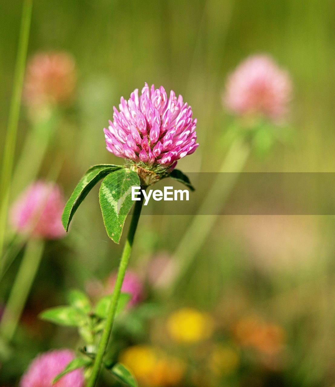 Close-up of pink flower