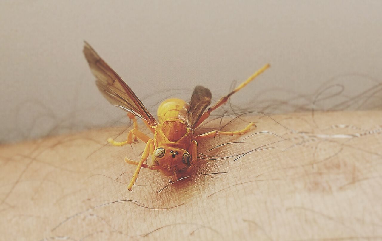 High angle view of insect on fabric