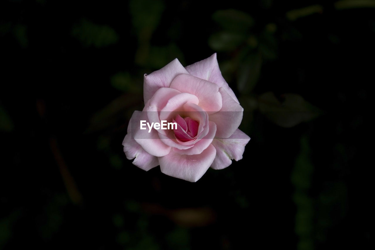 CLOSE-UP OF PINK ROSES