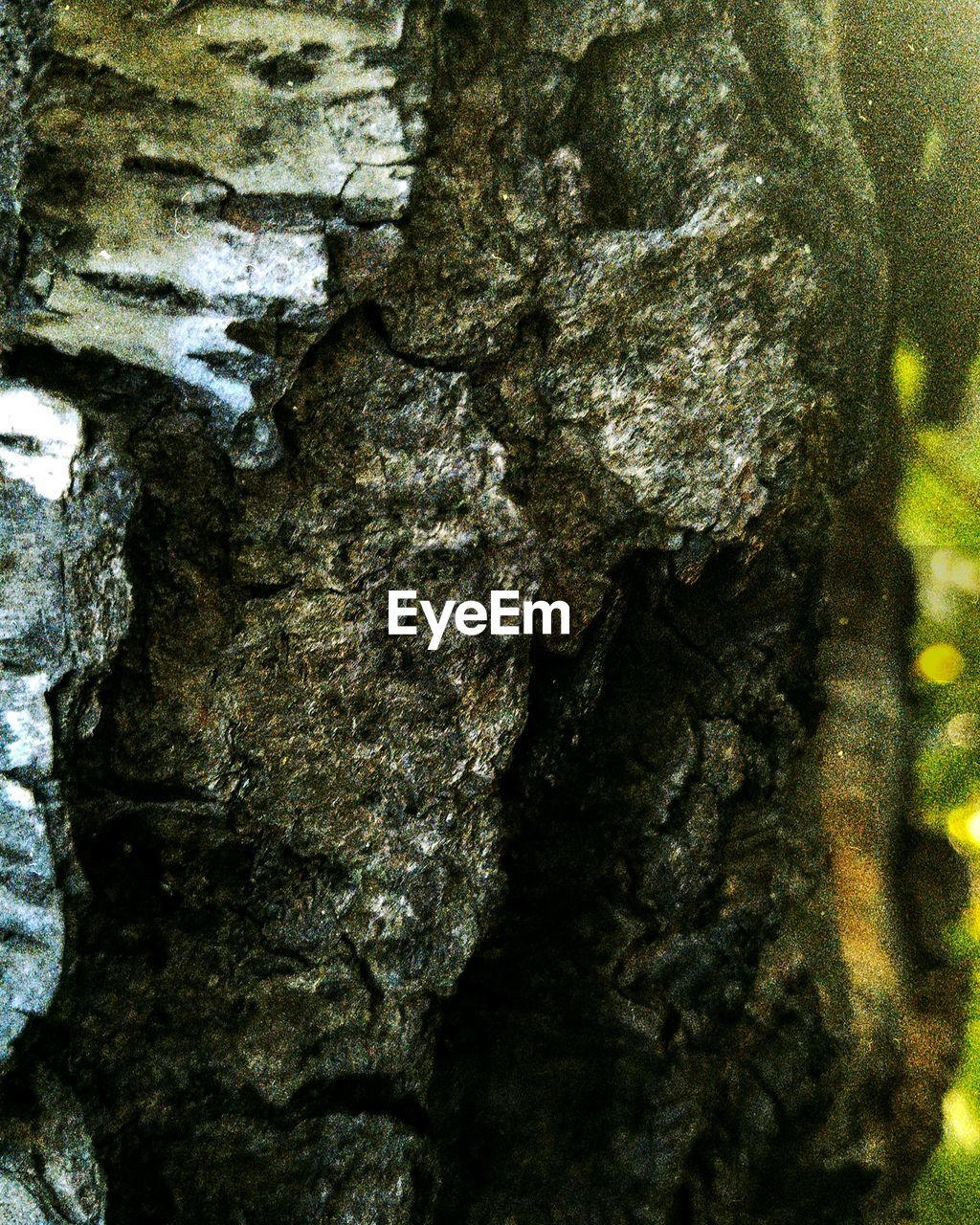 CLOSE-UP OF TREE BARK