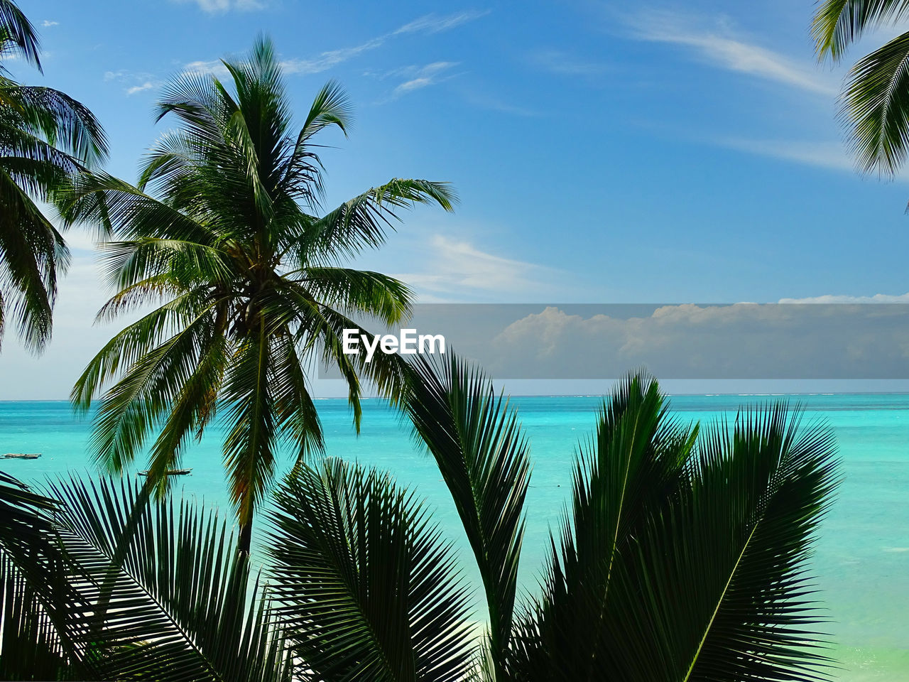 PALM TREE AGAINST SKY