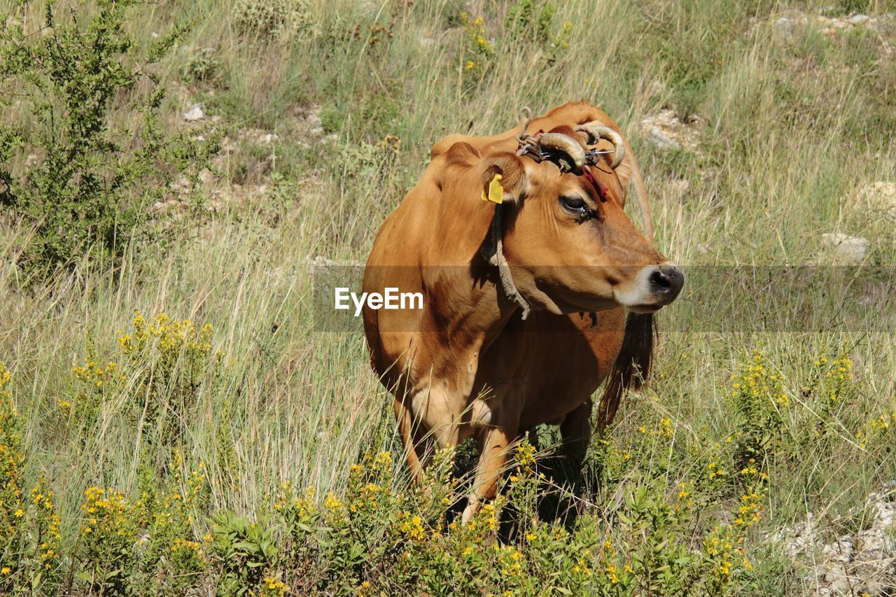 animal, animal themes, mammal, domestic animals, pasture, meadow, grass, wildlife, plant, one animal, prairie, pet, cattle, field, animal wildlife, livestock, grazing, grassland, land, nature, no people, cow, day, rural area, safari, domestic cattle, standing, flower, natural environment, outdoors, wilderness, brown, savanna, growth, sunlight, herbivorous