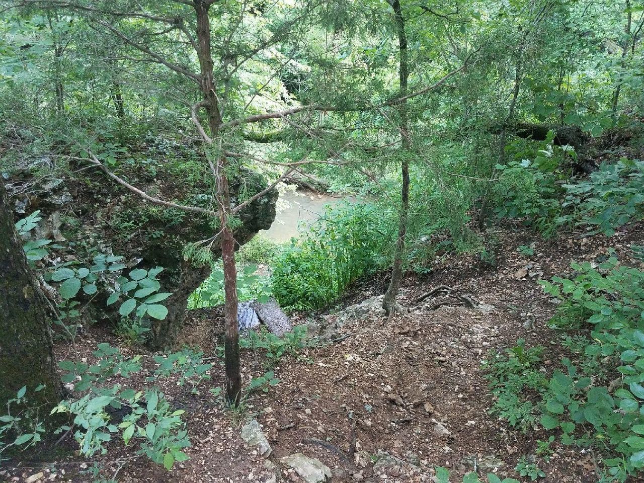 PLANTS GROWING ON TREE IN FOREST