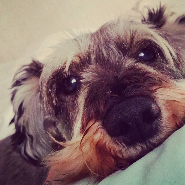 CLOSE-UP PORTRAIT OF DOG